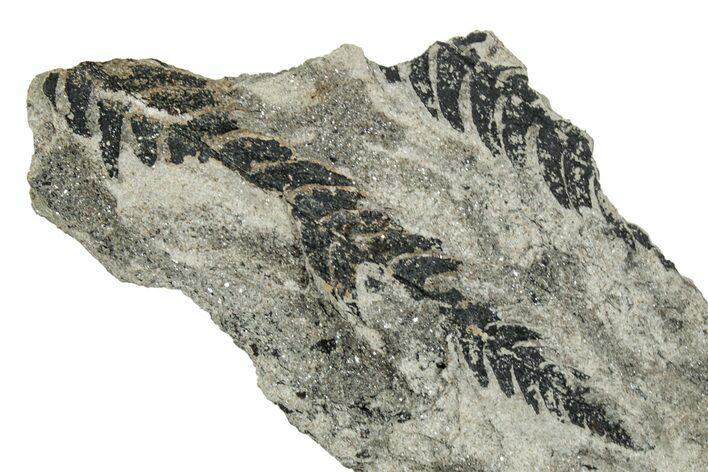Jurassic Fossil Fern (Cladophlebis) Plate - England #242148